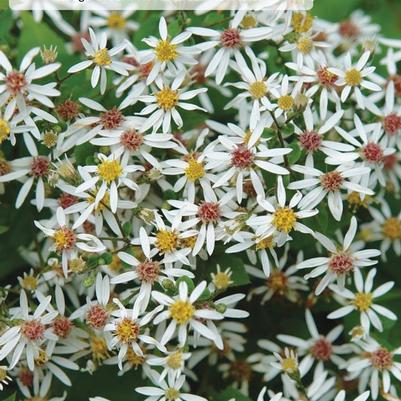 Aster divaricatus Eastern Star