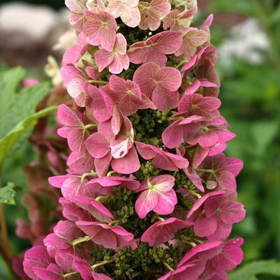 Hydrangea quercifolia Jetstream&trade;