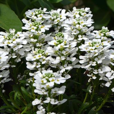 Iberis sempervirens Snowsurfer&trade; Forte 