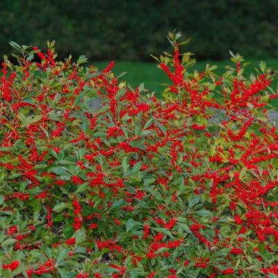 Ilex verticillata Red Sprite