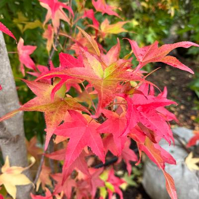 Liquidambar styraciflua Happidaze&trade;