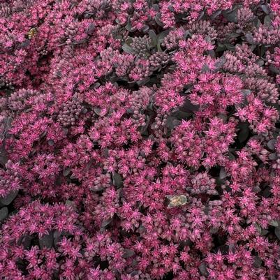 Sedum Sunsparkler&reg; Dazzleberry