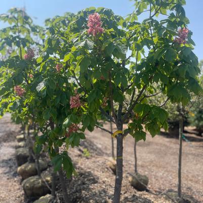 Aesculus x carnea Ft. McNair