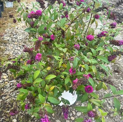 Buddleia Miss Ruby