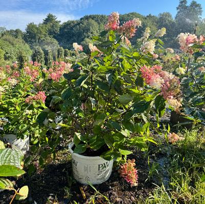 Hydrangea paniculata Pinky Winky&reg;