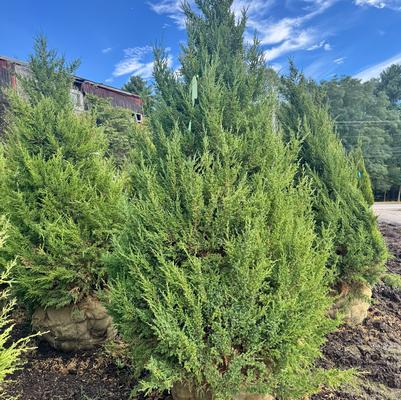 Juniperus chinensis Mountbatten