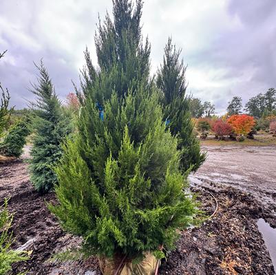 Juniperus chinensis Spartan