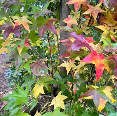 Liquidambar styraciflua 