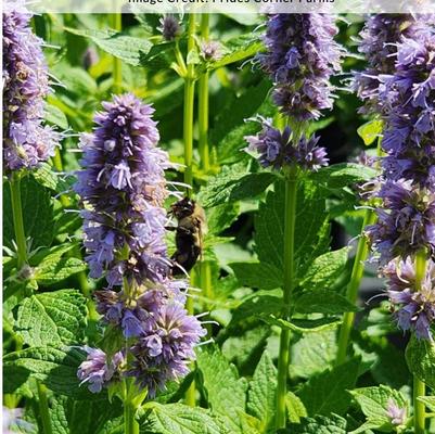 Agastache Blue Fortune