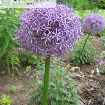 Allium Globemaster
