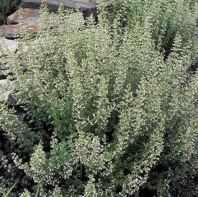 Calamintha nepeta 