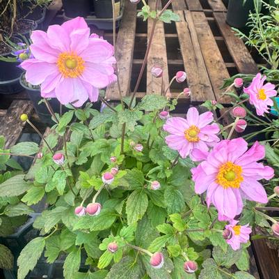 Anemone Fantasy&trade; Pocahontas