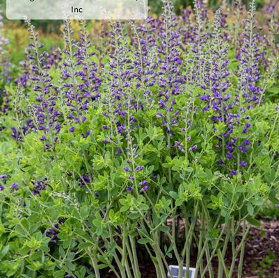 Baptisia Decadence&reg; Deluxe Periwinkle Popsicle