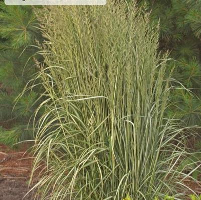 Calamagrostis acutiflora Avalanche