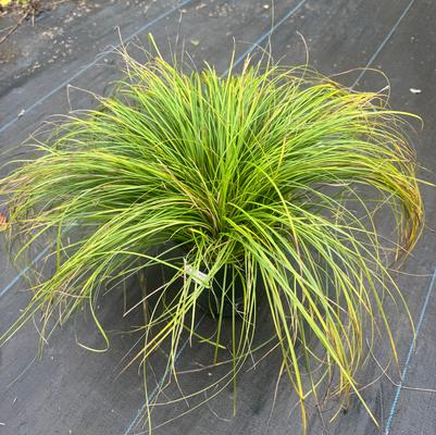 Carex pensylvanica 