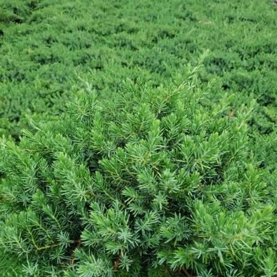 Juniperus conferta Blue Pacific