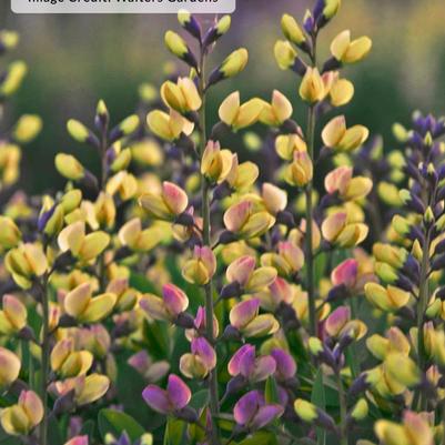 Baptisia Decadence&reg; Deluxe Pink Lemonade