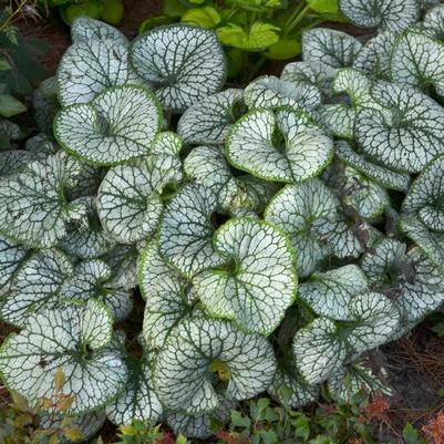Brunnera macrophylla Jack Frost