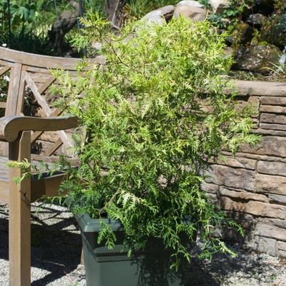 Chamaecyparis pisifera Vintage Gold