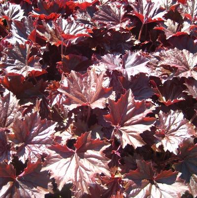 Heuchera villosa f. purpurea Bronze Wave