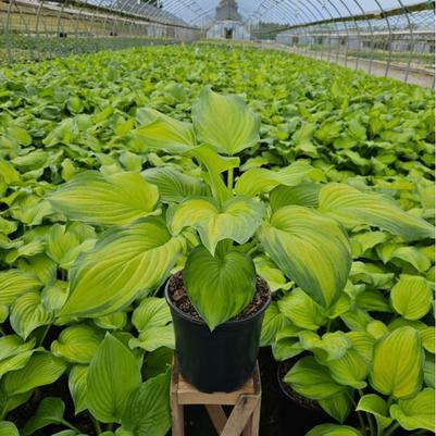 Hosta Guacamole